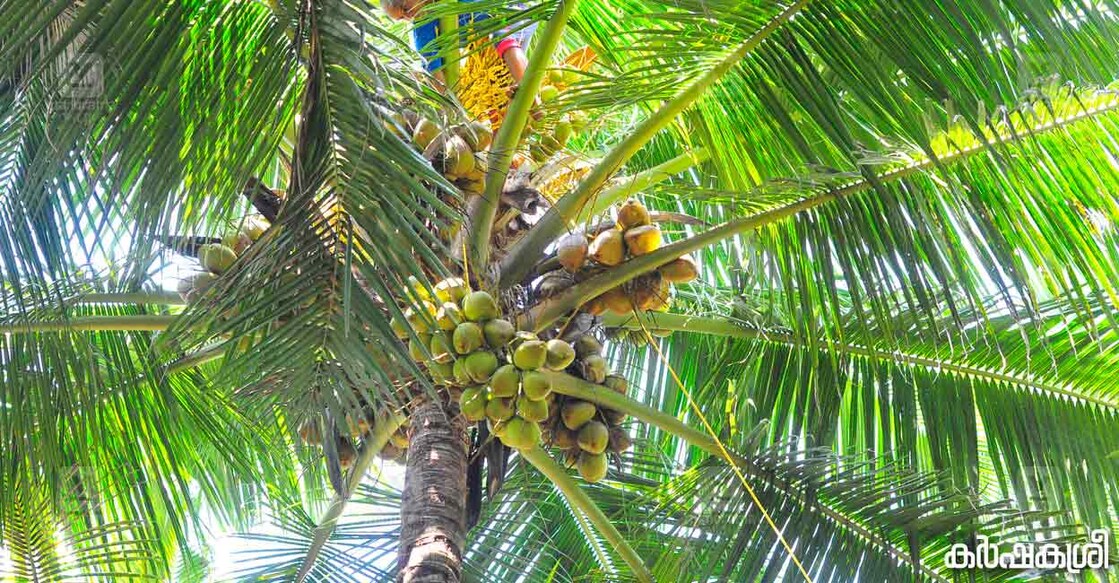 coconut--2