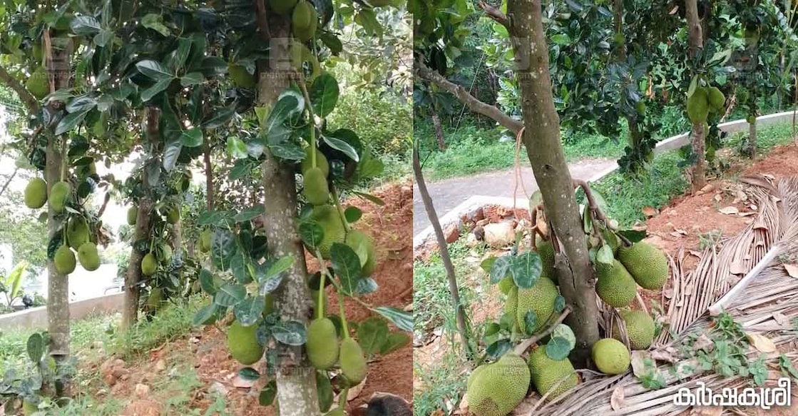 jack-fruit-thomas jack-fruit-thomas