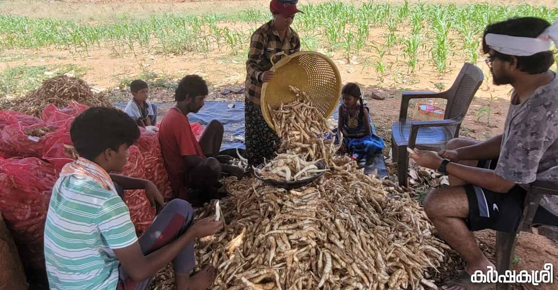 arrowroot-1 കൂവ വിളവെടുപ്പ്