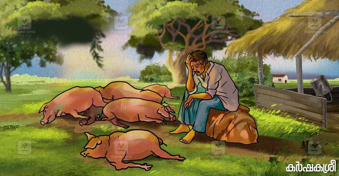 pig-farming-1 pig-farming-1