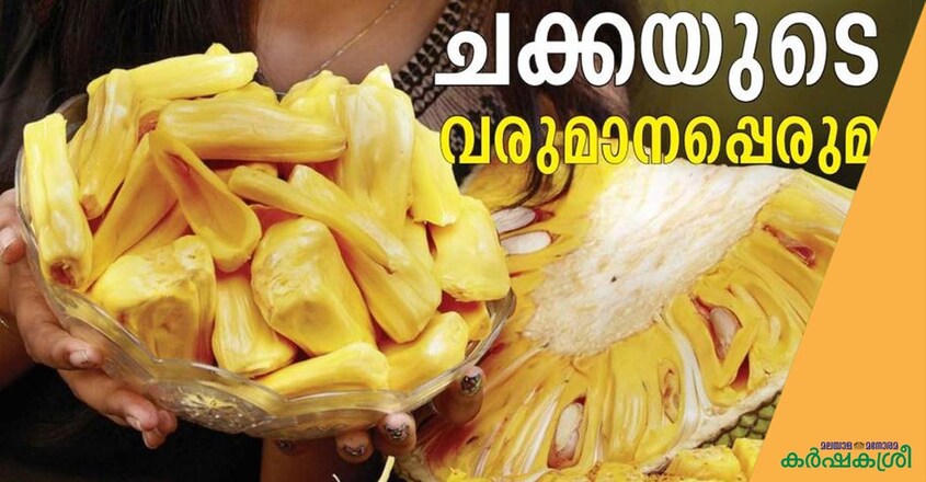 jack-fruit jack-fruit