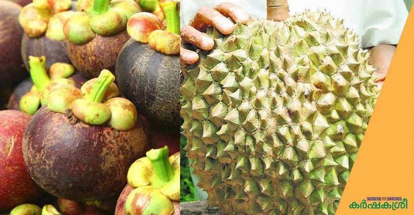 mangostin-dhurian mangostin-dhurian