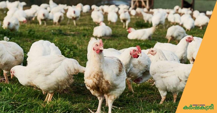 poultry-farm1 poultry-farm1