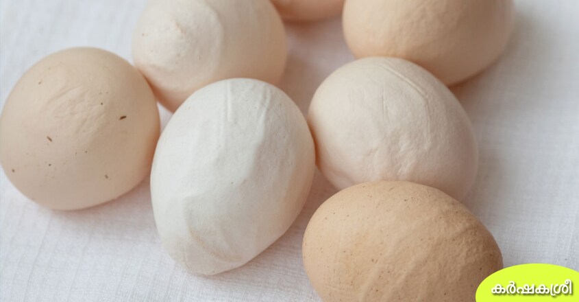 egg-6 egg-6