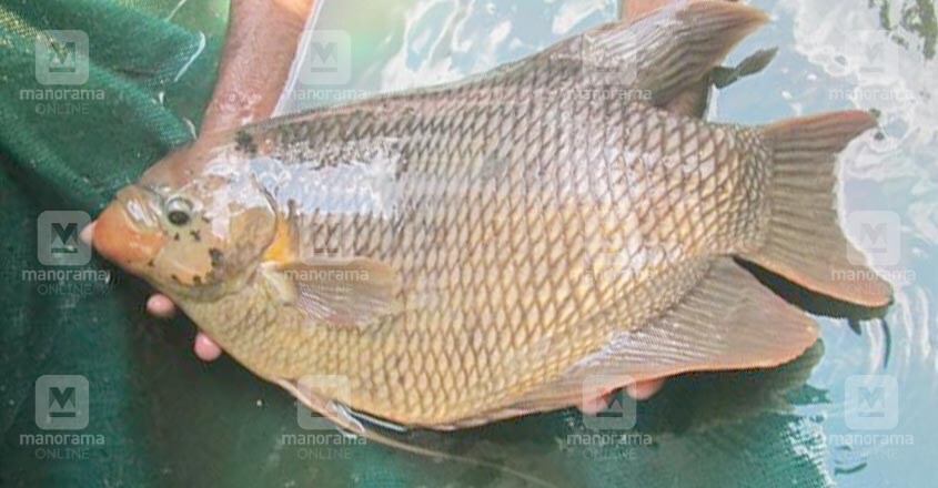 giant-gourami-1 giant-gourami-1