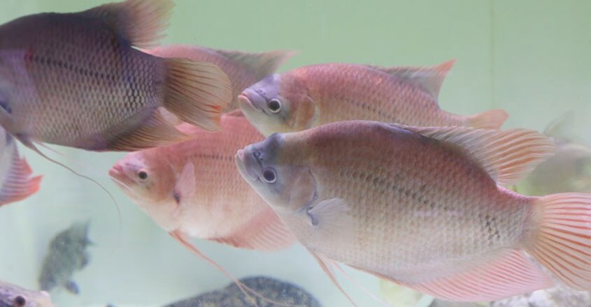 giant-gourami-5 giant-gourami-5