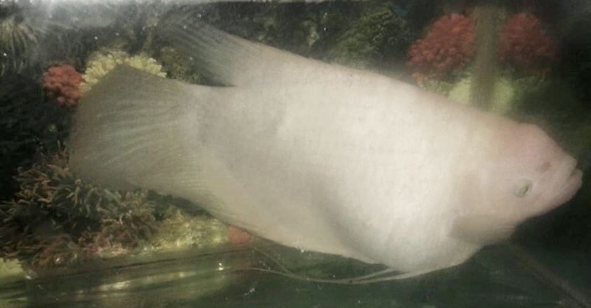 giant-gourami giant-gourami