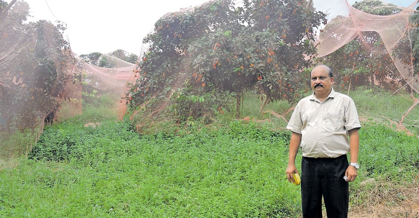 shaji shaji