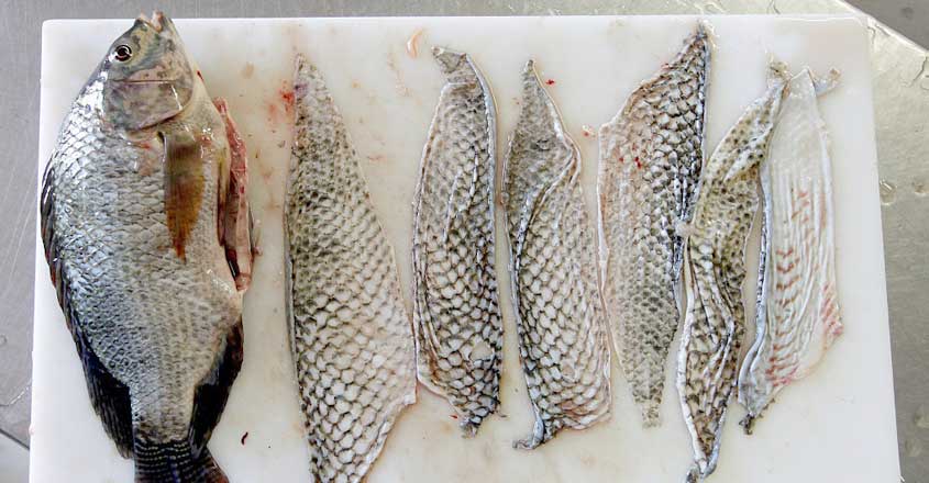 tilapia-skin tilapia-skin