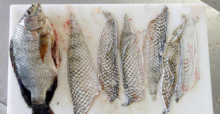 tilapia-skin tilapia-skin