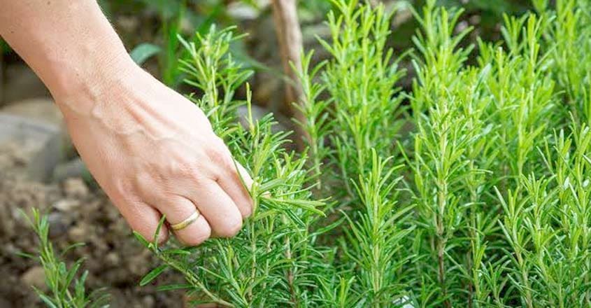 rosemary-1 rosemary-1