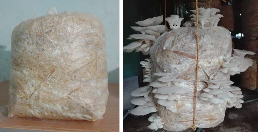 mushroom-1 mushroom-1
