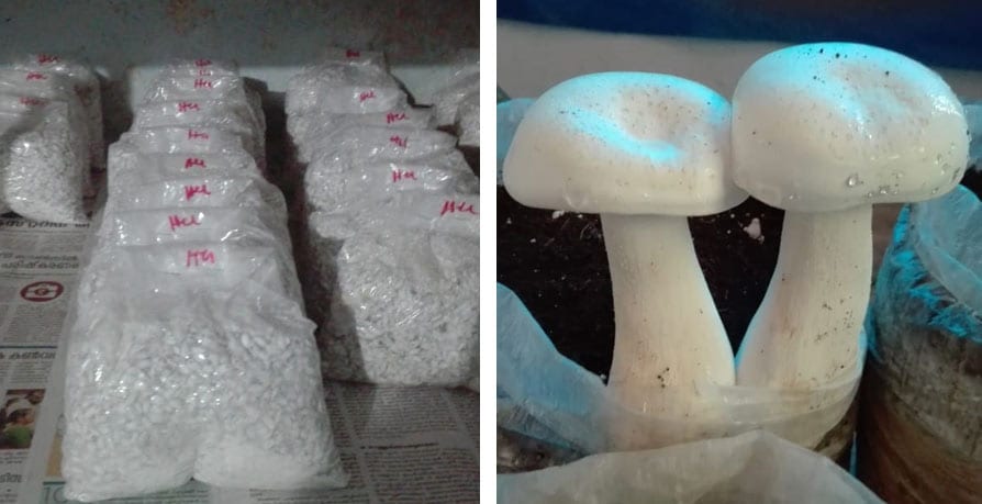 mushroom-2 mushroom-2