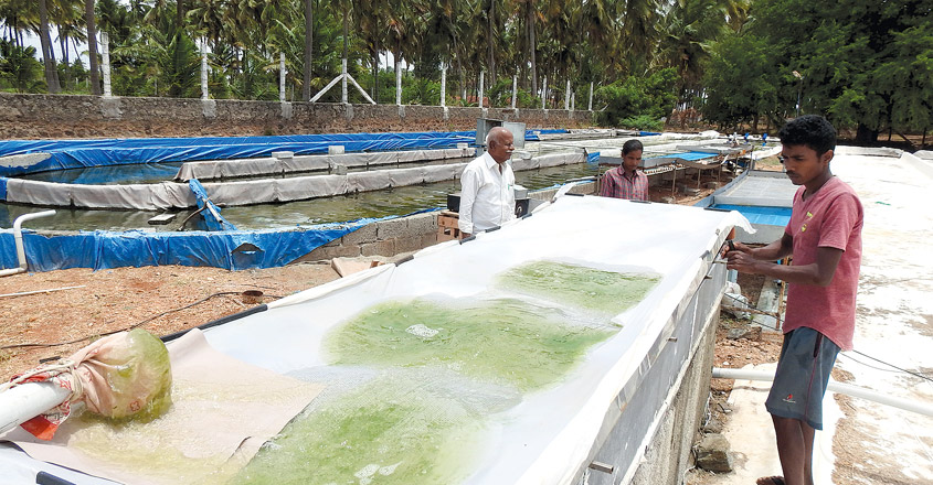 Microalgae-cultivation1 Microalgae-cultivation1