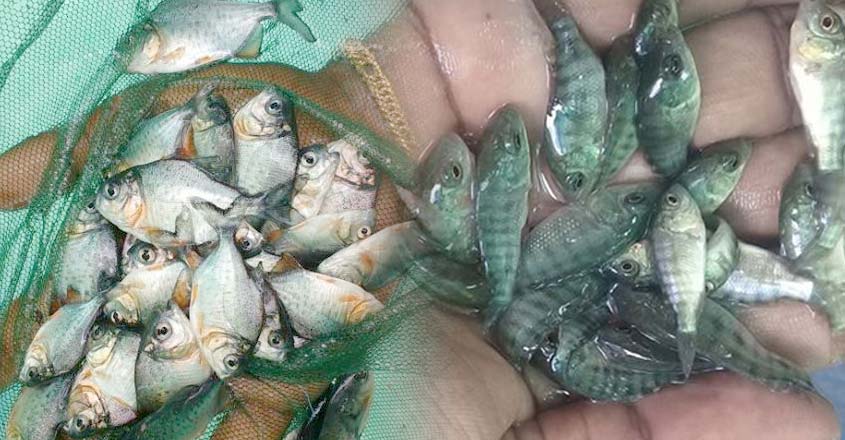 fish-1 fish-1