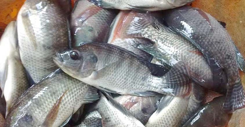fish-3 fish-3