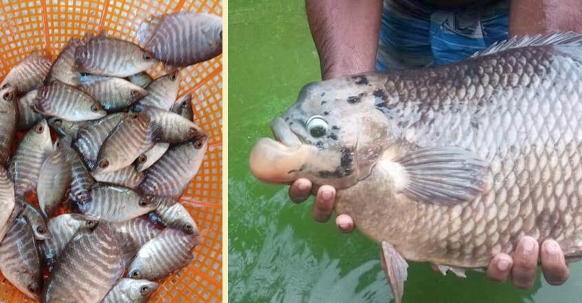 giant-gourami-1 giant-gourami-1