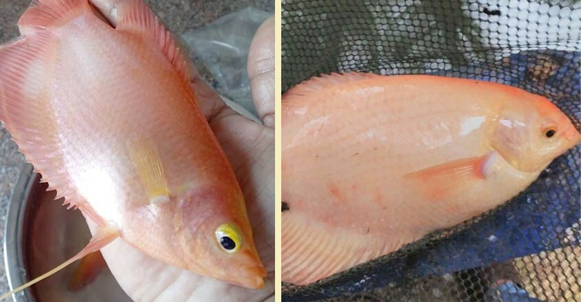 giant-gourami-2 giant-gourami-2