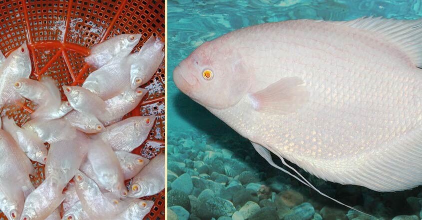 giant-gourami-3 giant-gourami-3