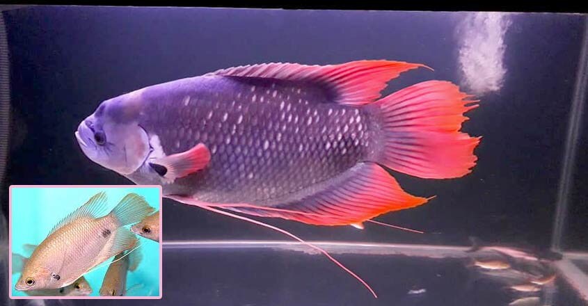 giant-gourami-4 giant-gourami-4