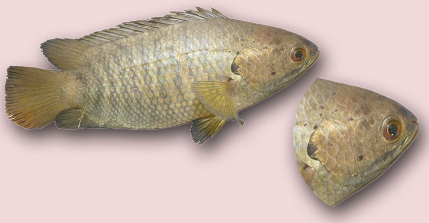 climbing-perch climbing-perch