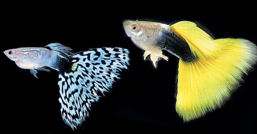 guppy-1 guppy-1