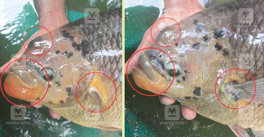 giant-gourami giant-gourami