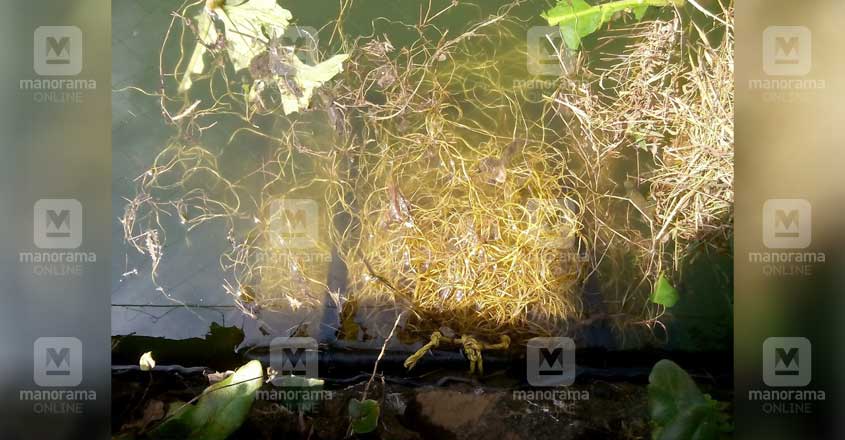 giant-gourami-nest-1 giant-gourami-nest-1