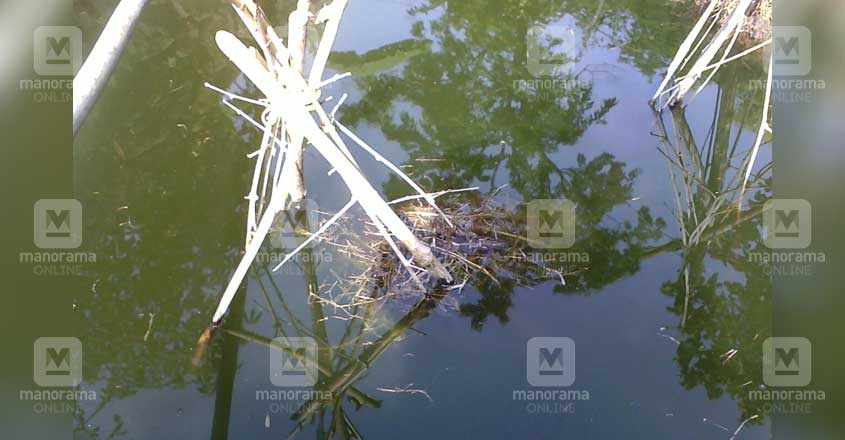 giant-gourami-nest-2 giant-gourami-nest-2