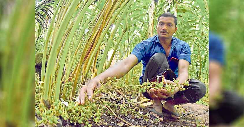 Farmer-2 Farmer-2