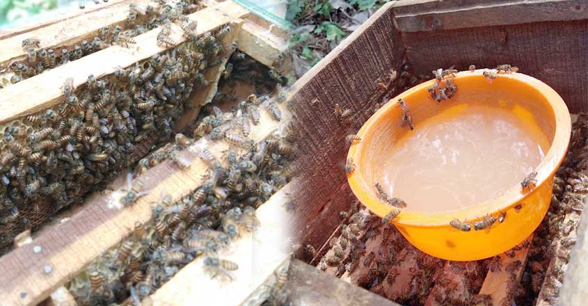 bee-4 bee-4