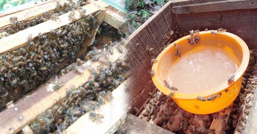 bee-4 bee-4