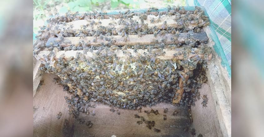 bee-5 bee-5