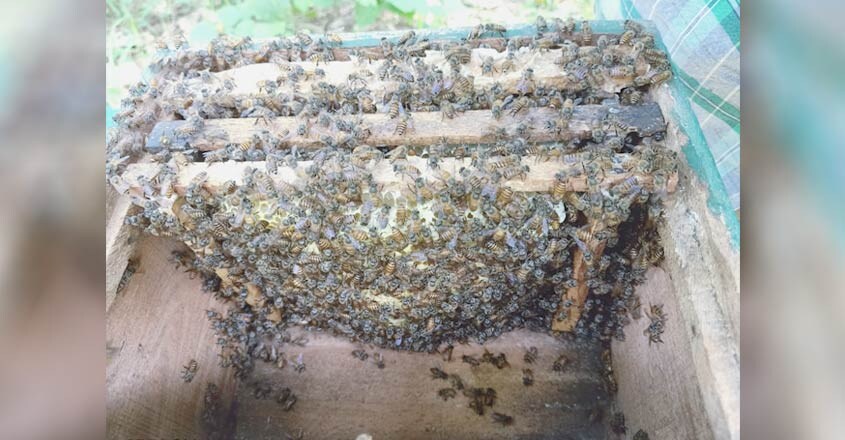 bee-5 bee-5