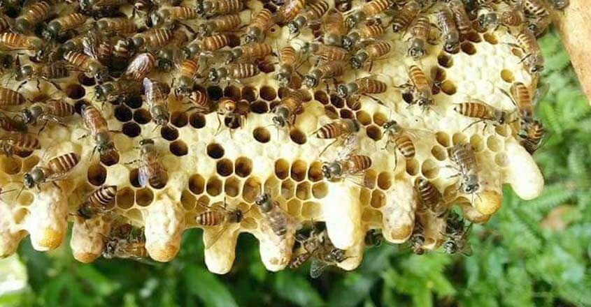 bee-6 bee-6