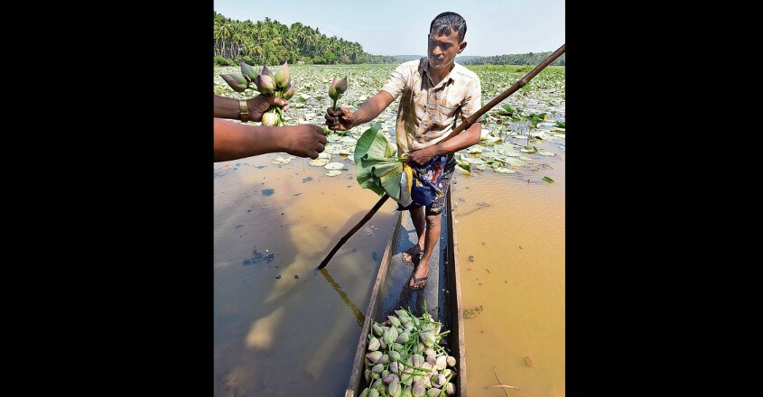 thamara thamara
