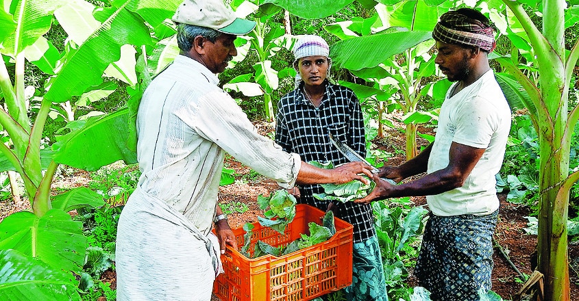 organic-farming-to-double-the-income organic-farming-to-double-the-income