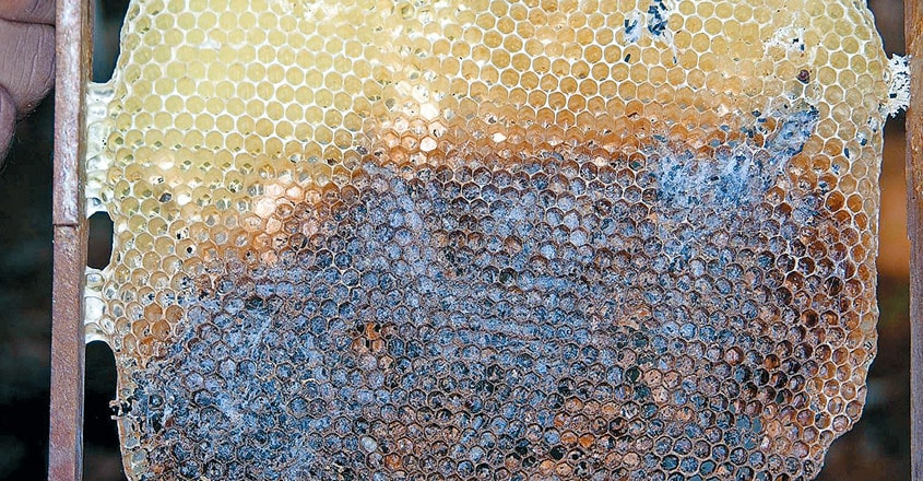 beekeeping3 beekeeping3