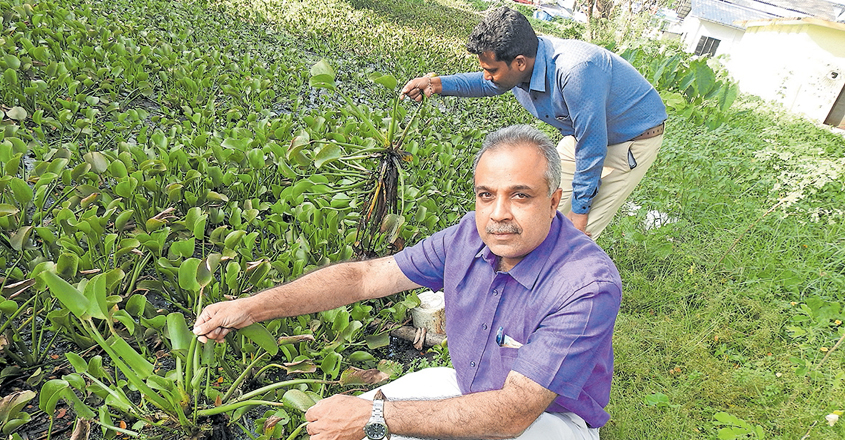 ശാസ്ത്രം തോറ്റു, കുളവാഴ ജയിച്ചു | Common Water Hyacinth