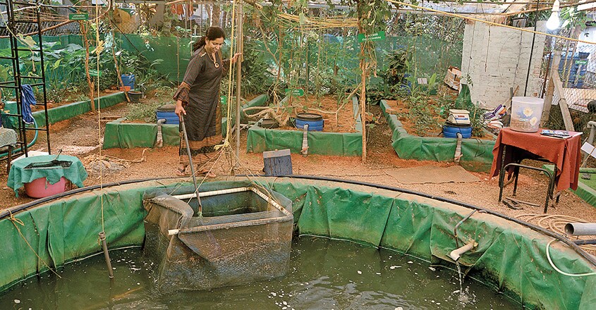 aquaponics1 aquaponics1