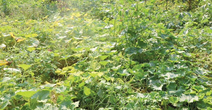 kannur-farm2 kannur-farm2