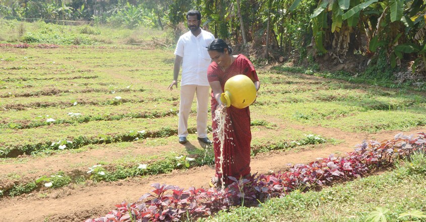 kannur-farm5 kannur-farm5