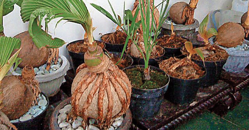 coconut-tree-bonsai-1 coconut-tree-bonsai-1