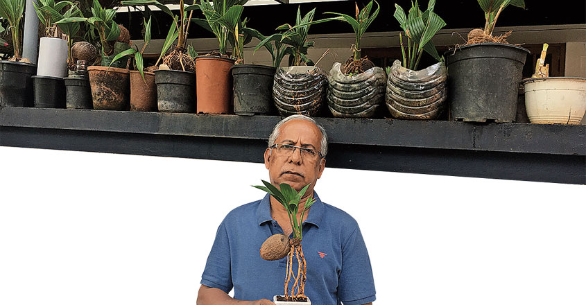coconut-tree-bonsai-2 coconut-tree-bonsai-2