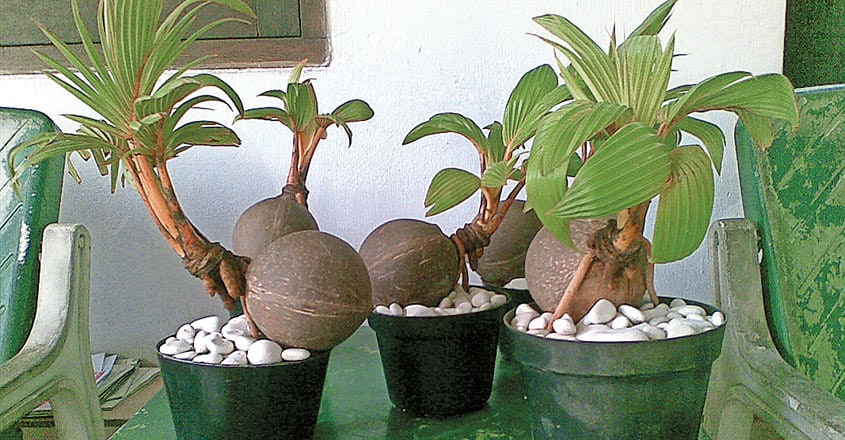 coconut-tree-bonsai