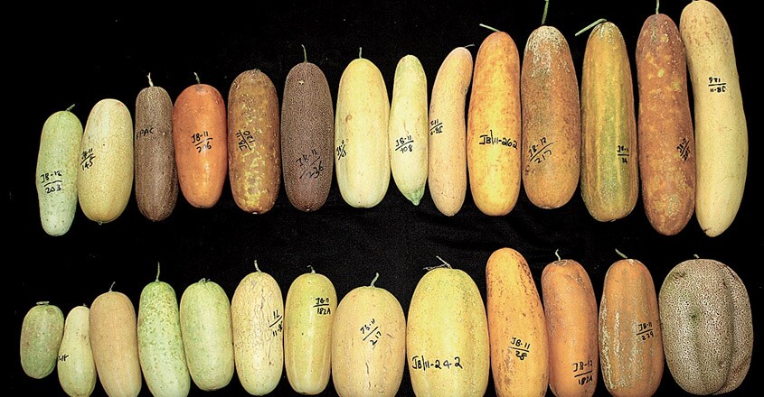 National-Bureau-of-Plant-Genetic-Resources National-Bureau-of-Plant-Genetic-Resources