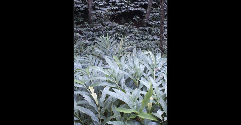 Cardamom-Plantation Cardamom-Plantation