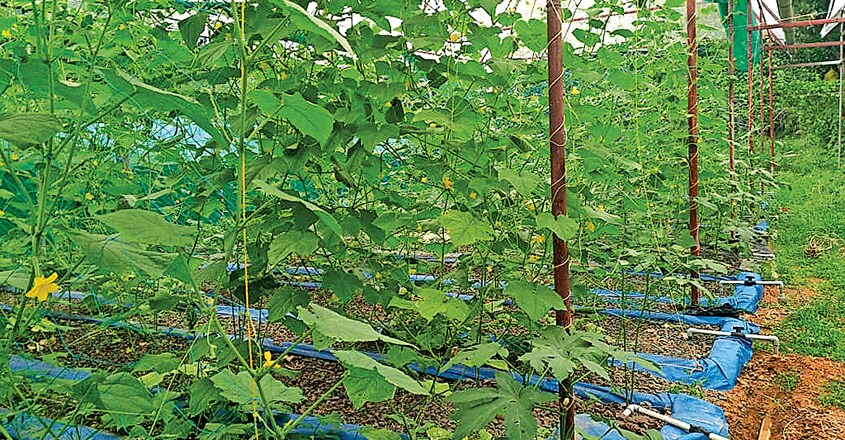 agri agri