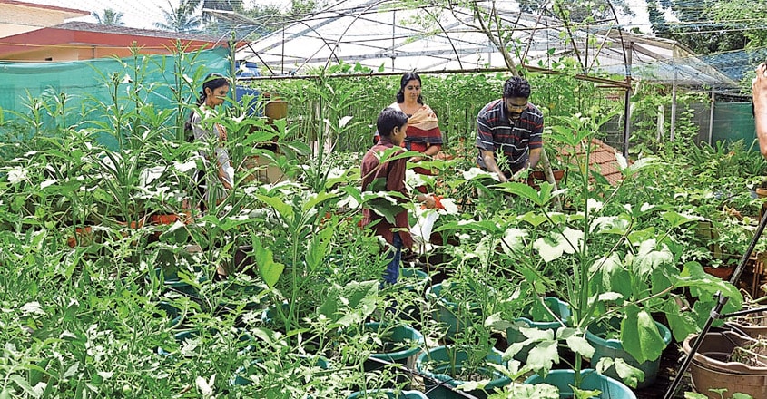 kitchen-garden kitchen-garden