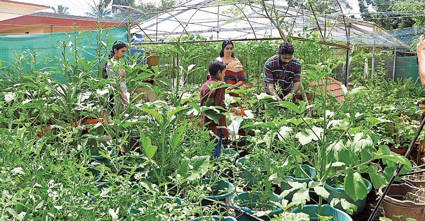 kitchen-garden kitchen-garden